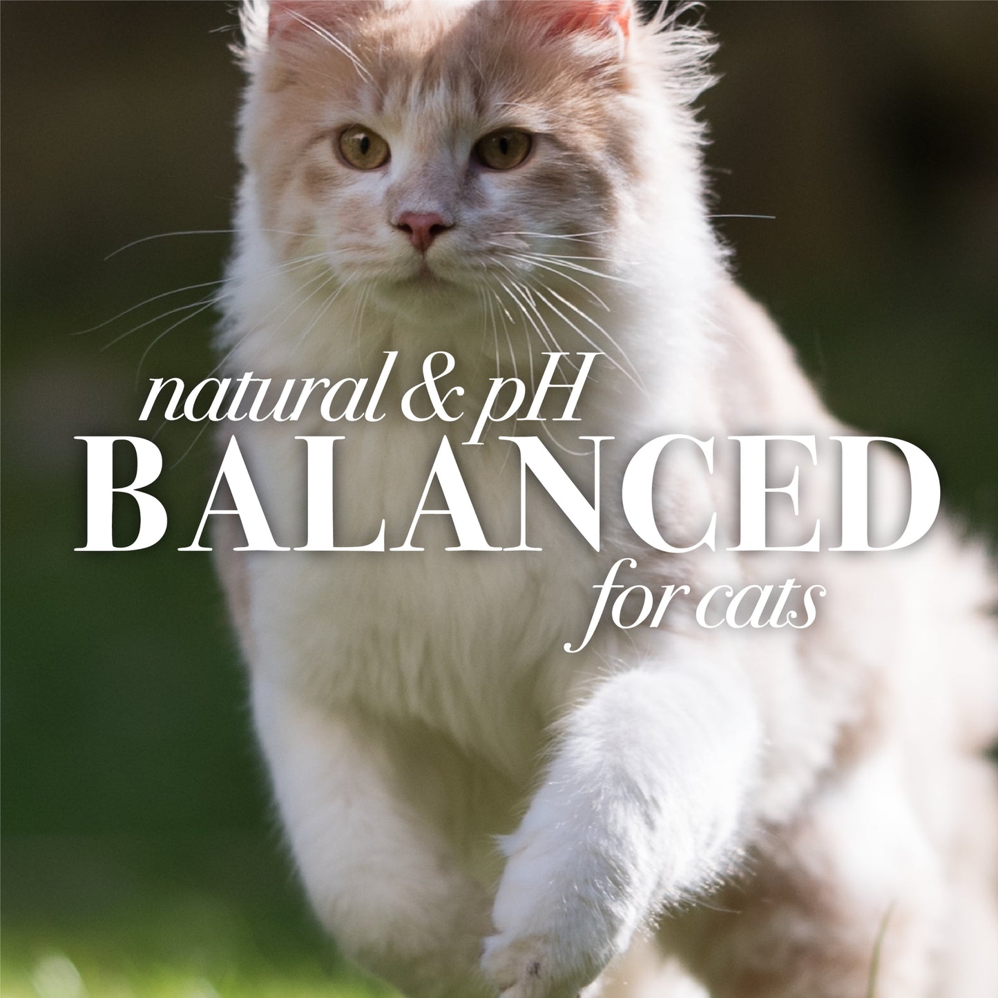 Dander Reducing Grooming Wipes for Cats, 50 Wipes
