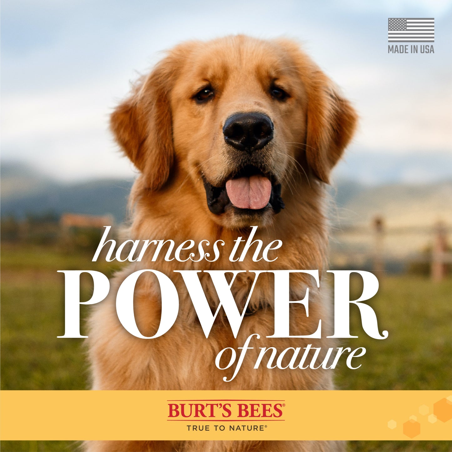 Burt’S Bees Dog Itch Soothing Shampoo, Honeysuckle Scent 16 Ounces