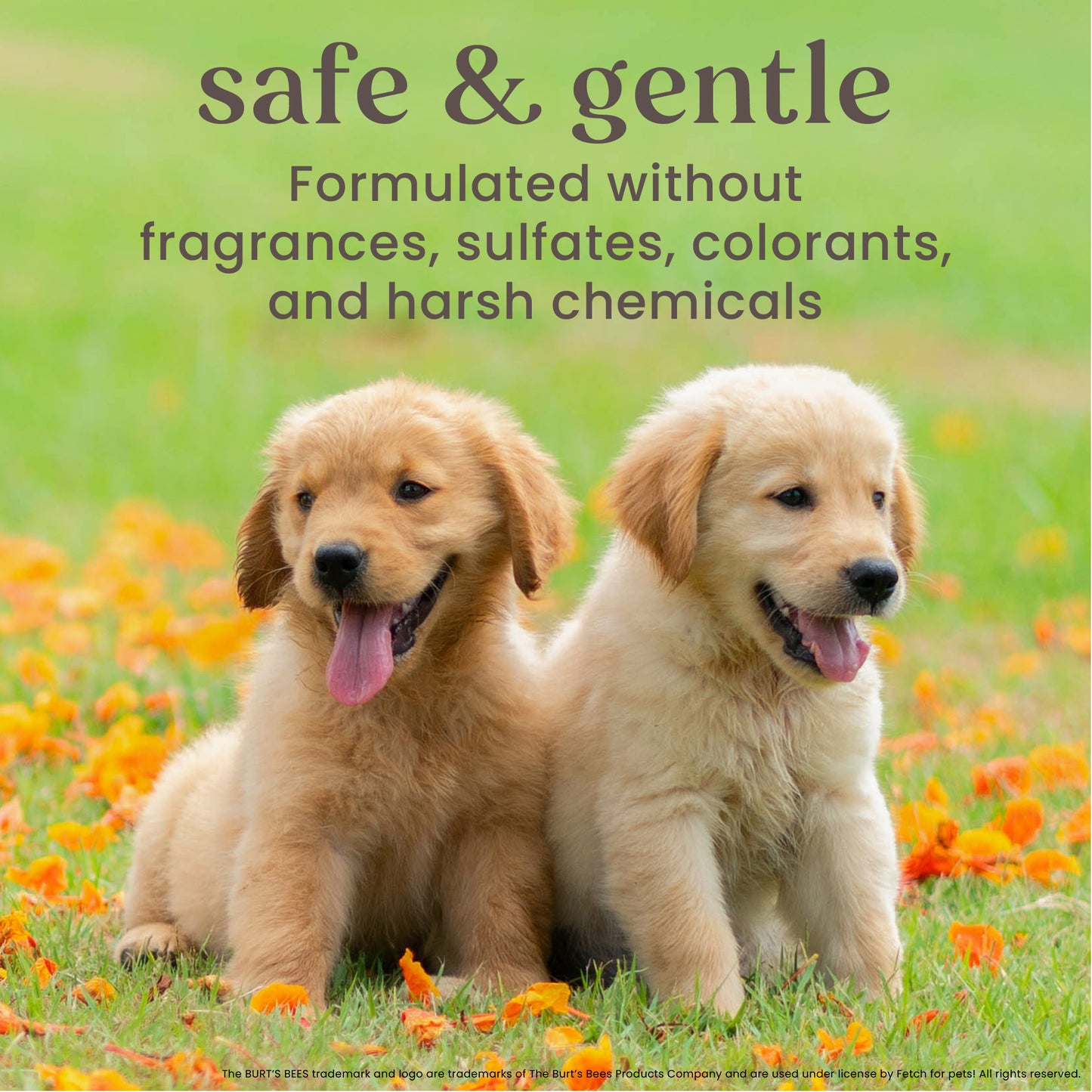 Natural Pet Care Tearless 2 -1 Dog Puppy Shampoo Conditioner Buttermilk and Linseed Oil