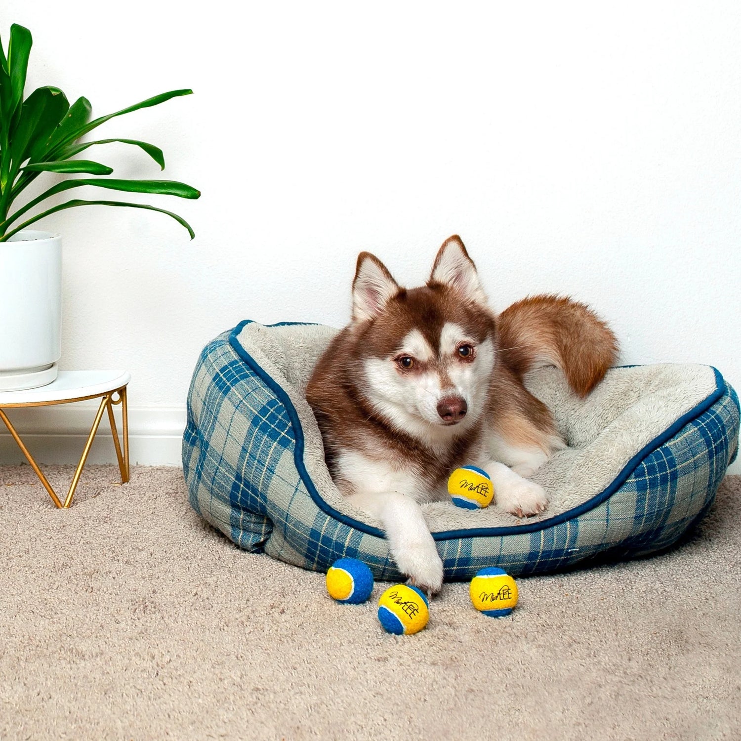 Mini Dog Tennis Balls - Blue/Yellow- Pack of 4
